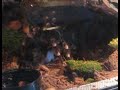 Acanthoscurria geniculata vs. Mus musculus Acanthoscurria geniculata vs. Mus musculus