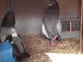 morrilleros alicantinos