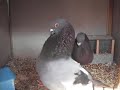 morrilleros alicantinos