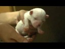 videos de 5 Day Old Puppy