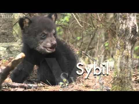 Meet the black bear family%3A Juliet and her three cubs Planet+Earth+Live BBC+One BBC planet earth Northwoods bears animal animals nature 