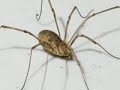 Arachnophobia Arachnophobia