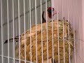 Darrrrek - Breeding carduelis female 