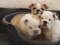 Our babies