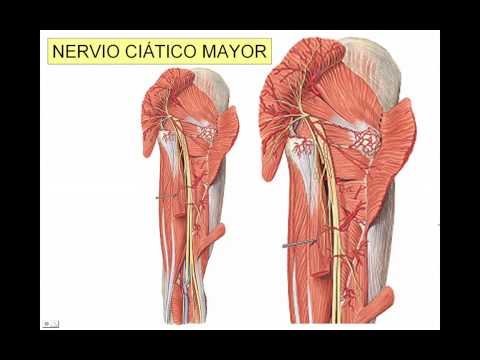 nervio ciático - Video explicativo de las características anatómicas del nervio ciático mayor. Trayecto, relaciones, colaterales y terminales.