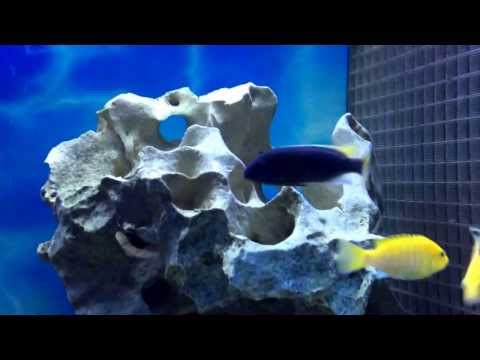how to vent yellow tail acei