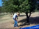 Harvesting