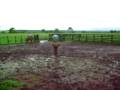 videos de Fazenda do Zé da Silva em Goiás 273