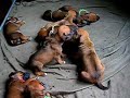 Rhodesian Ridgeback pups day 18