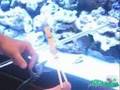 Fragging - how to frag corals and float the frag to the top!