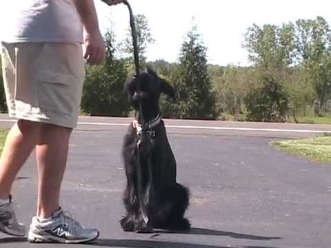 how to train giant schnauzer