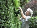 The hedge