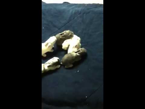 how to take care of a bunny