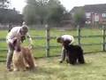 Afgano video