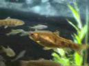 Aquarium Scene