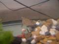 videos de My turtles New Tank! and setup Part 1