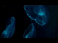 On Location: The Crystal Jelly
