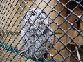 Screech Owl Trilling Screech Owl Trilling