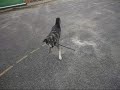 Clever dog with skills