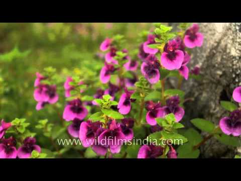 how to transplant jewelweed