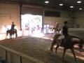Novice Amateur Hunter Under Saddle