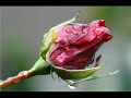 Richard Anthony - Aranjuez,Mon Amour