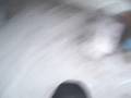 Rottweiler asesino