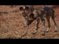 videos de Pups find toys