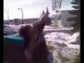 shotgun