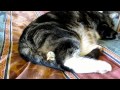 Cat Keeps Chick Warm - animals, cat, chick, chicken, cute, pets, warm