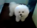 None (MOV00042.3GP)