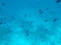 Maldives Divingandsnorkeling 8-11