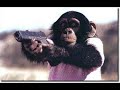 Animais em Momentos Críticos 5 Animais em Momentos Críticos 5