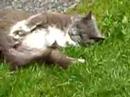 funny cats funny cats funny cats very funny funny cats funny cats funny cats very funny