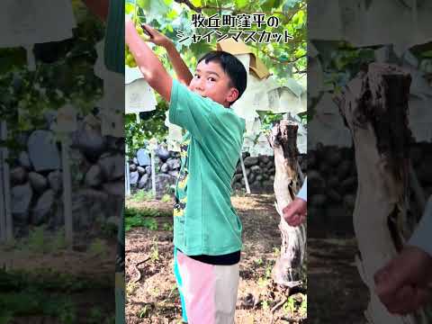 僕の好きな山梨市