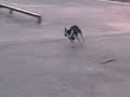 Dog chases nitro buggy Dog chases nitro buggy