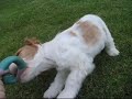 Crazy dog