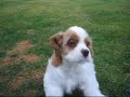 Crazy dog