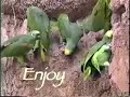 PollyVision: Esclusivamente per pappagalli