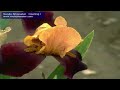 Naruto Shippuden   Opening I.mov