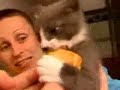 Angry cat