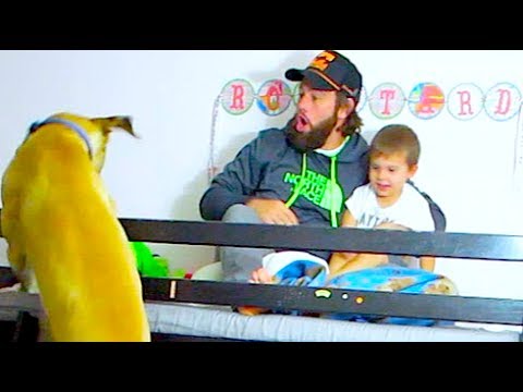 BUNK BED CLIMBING GREAT DANE!