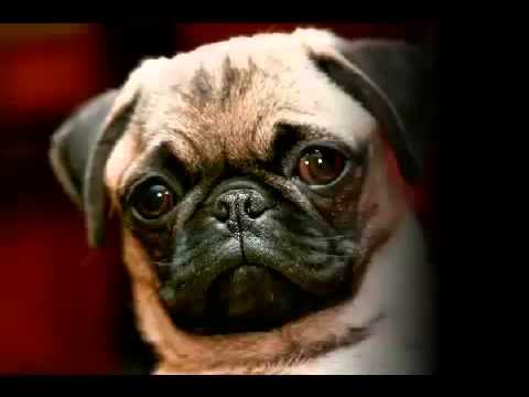how to treat kennel cough uk