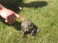 The Screaming Frog