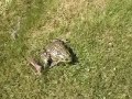 The Screaming Frog
