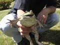 The Screaming Frog