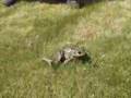 The Screaming Frog The Screaming Frog