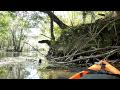 Otters on the Ichnetucknee River