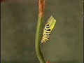 Caterpillar Pupating Time Lapse