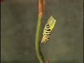 Caterpillar Pupating Time Lapse